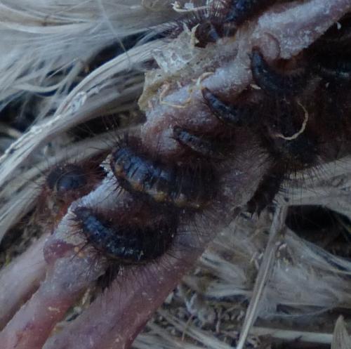 Dermestes sp.